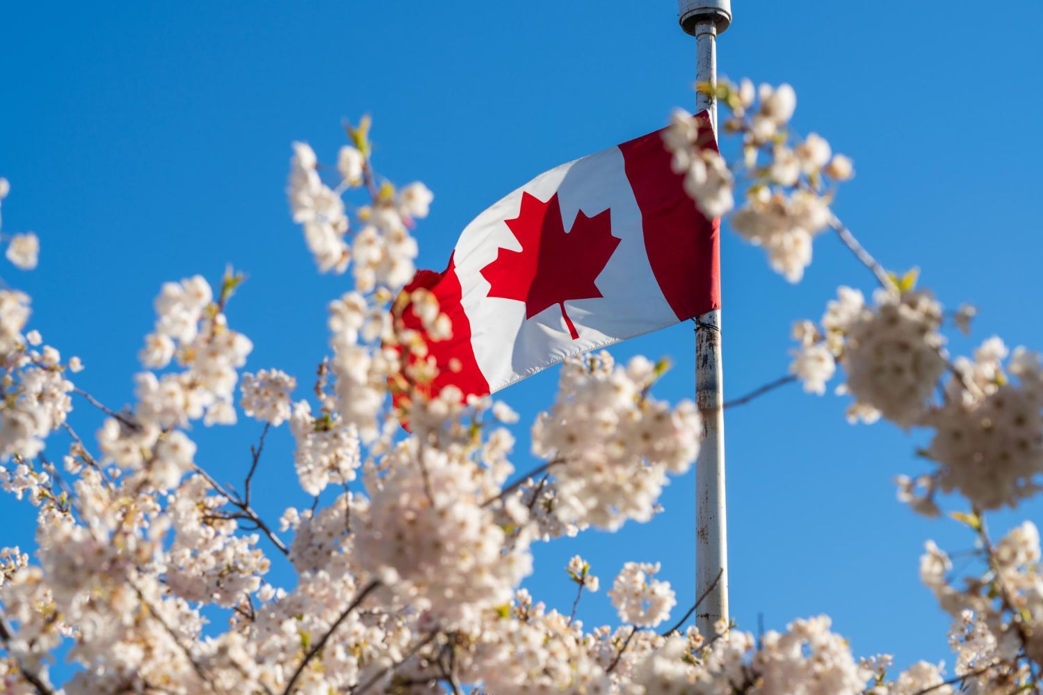 How Mandamus Just Got Easier for Stalled Canadian Immigration Cases